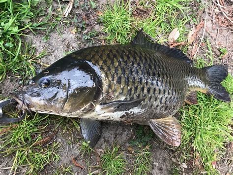 鯉 種類 野生|コイとは